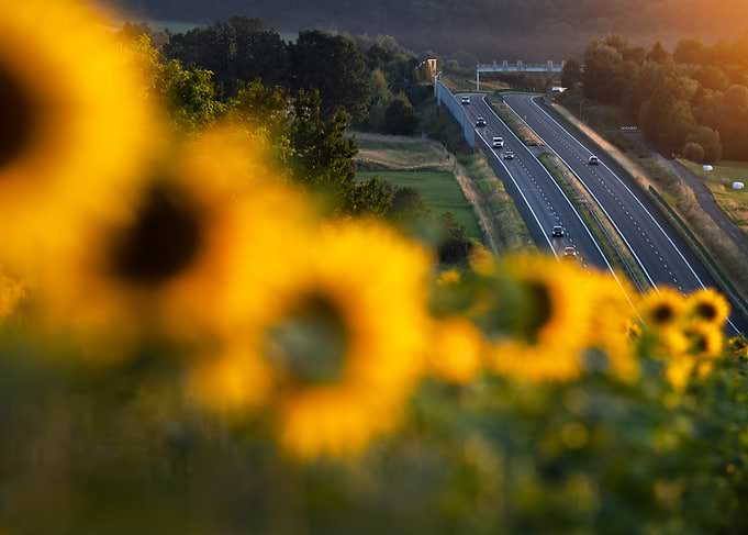 Sunflowers Overlooking a Highway at Sunset