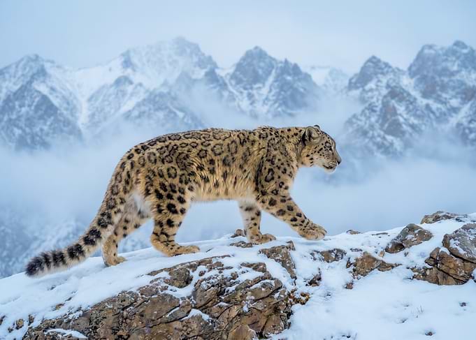 Snow Leopard Walking on Snowy Ridge