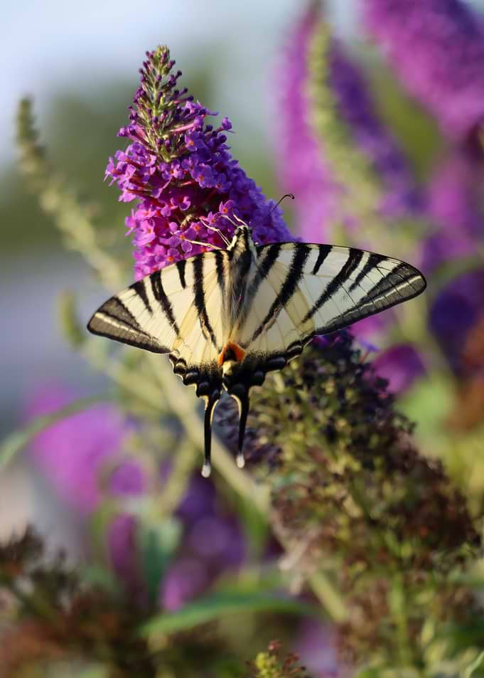 Scarce Swallowtail Butterfly on Buddleia