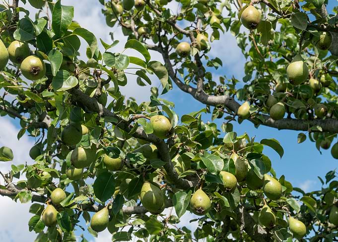 Abundant Green Pears on Tree