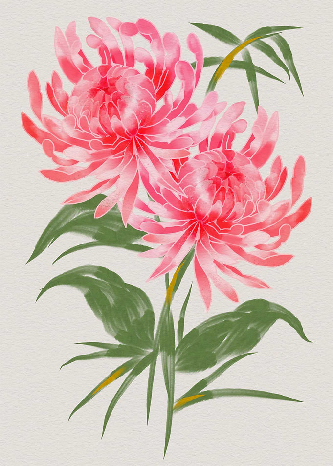 Pink Chrysanthemum Floral Illustration