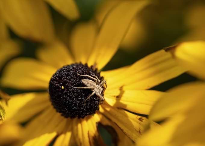 Spider on the dark heart of a black-eyed Susan