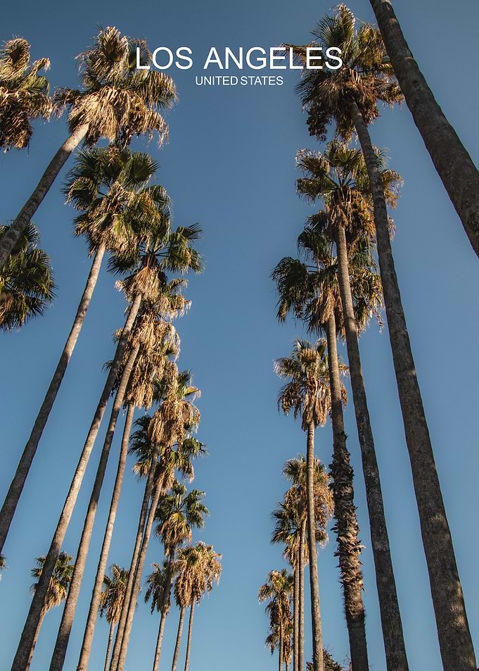 Los Angeles Palm Trees Poster