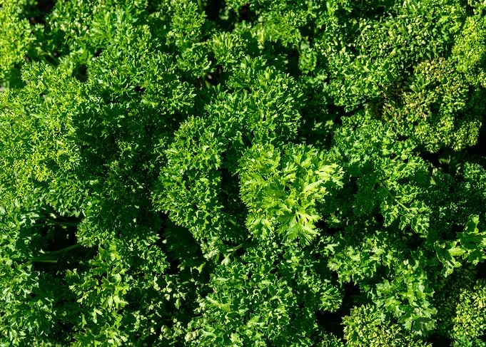 Fresh Curly Parsley on an allotment