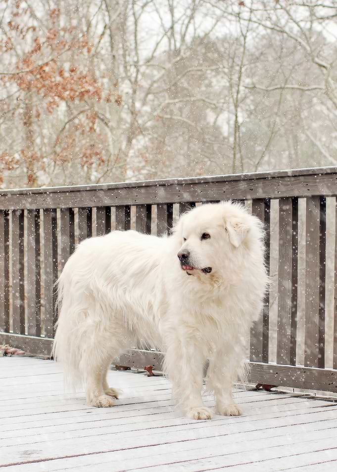 Great Pyrenees Dog in Winter Snow