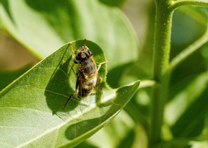 Hoverfly resting on a green leaf