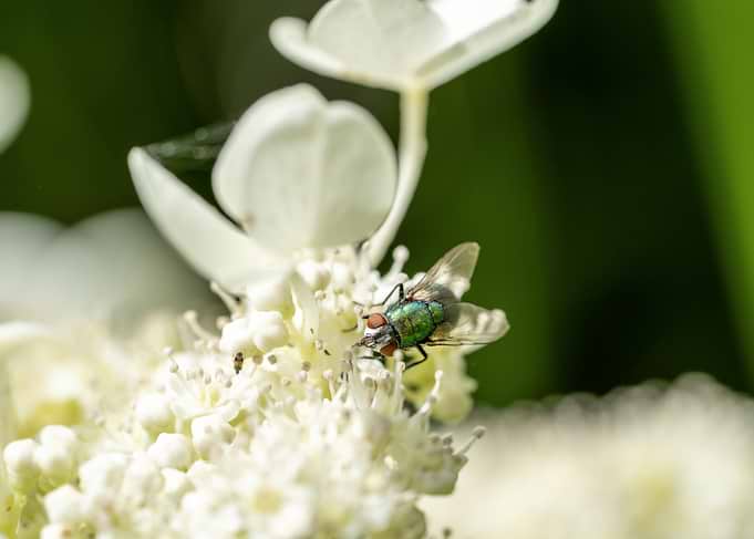 Metallic Green Fly on White Flower