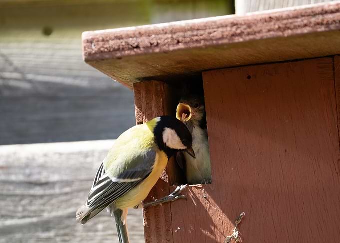 Great Tit Feeding a Fledgling