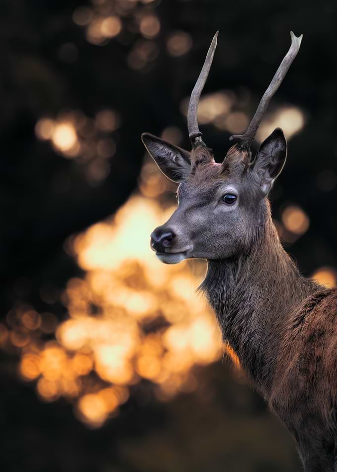 Portrait of a Young Stag