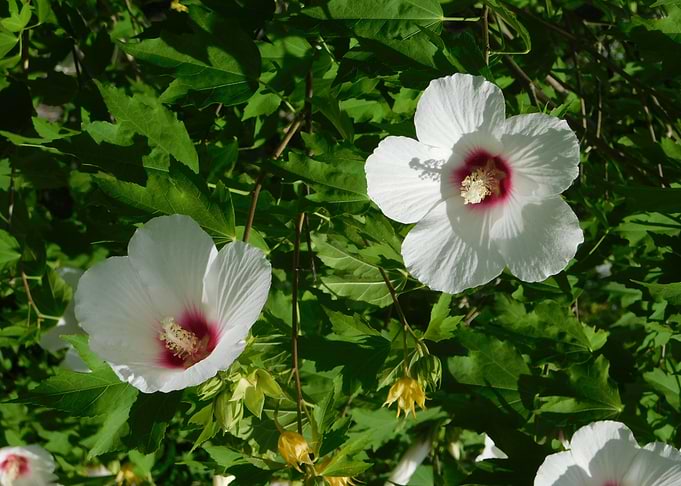 White Hibiscus Flowers in Bloom