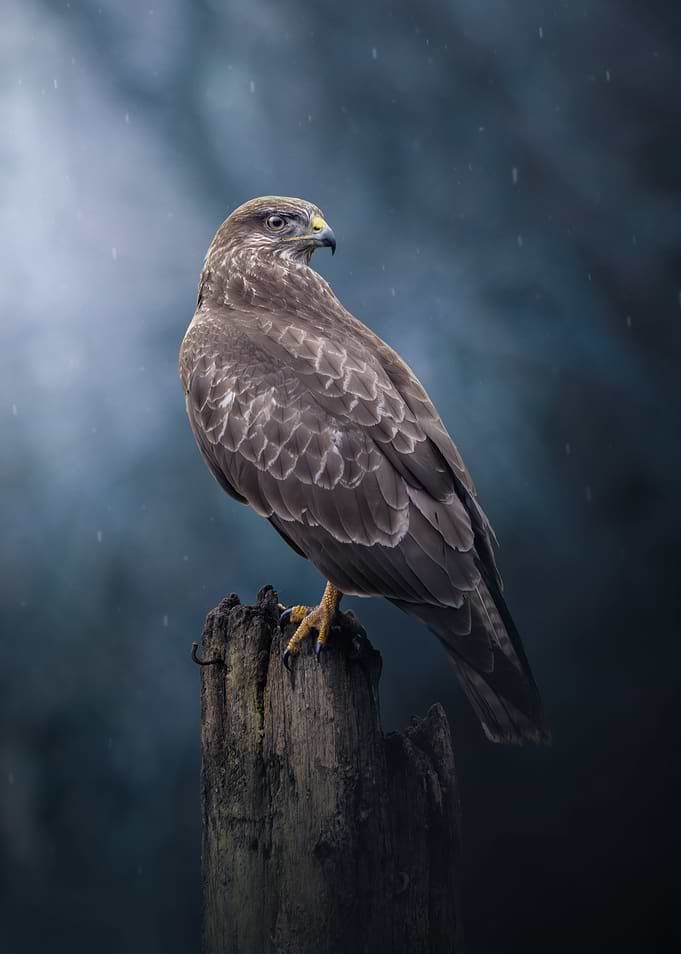 A Buzzard's Stare