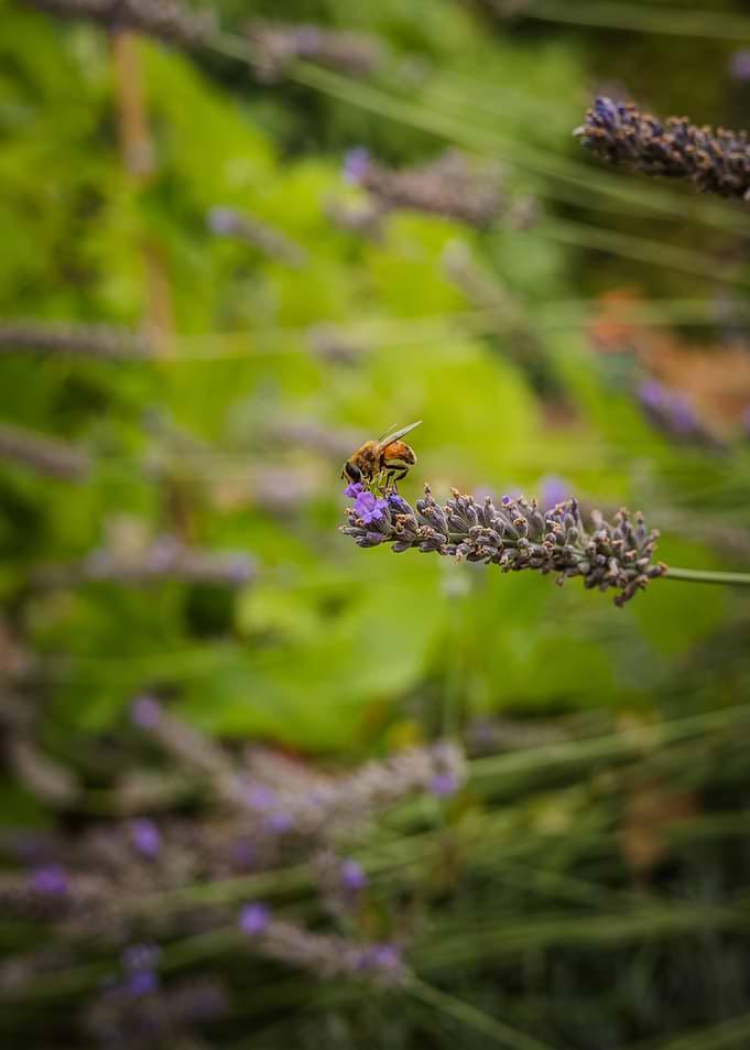 Bee Pollinating a Lavender Sprig