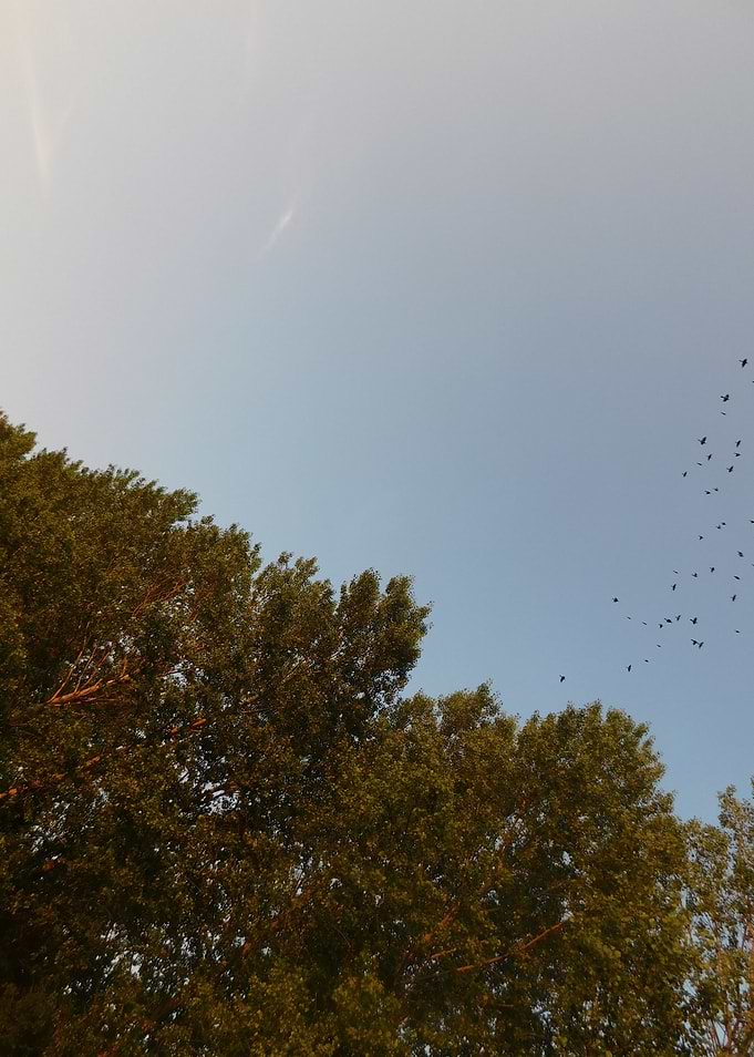 Birds Flying Over Lush Green Trees