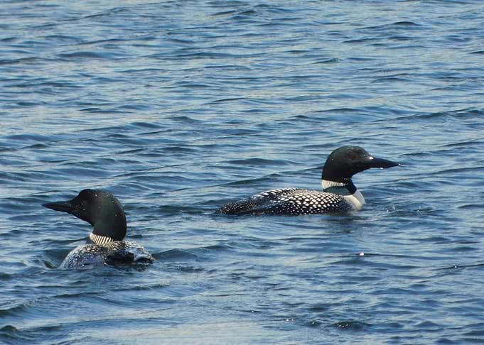Two Loons Swimming