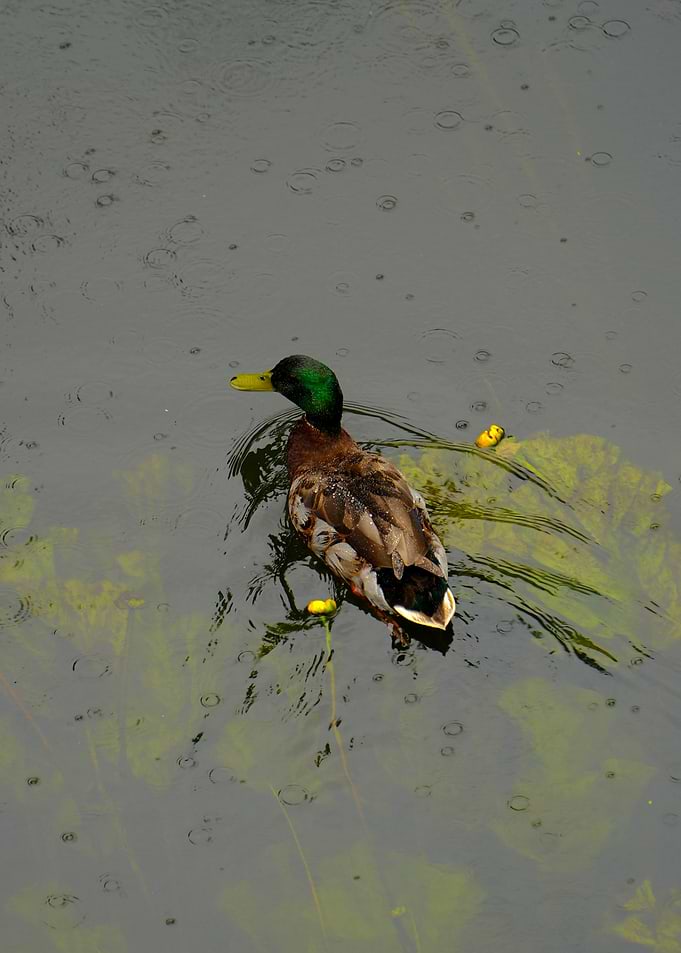 Duck Swimming in Rain on a lake