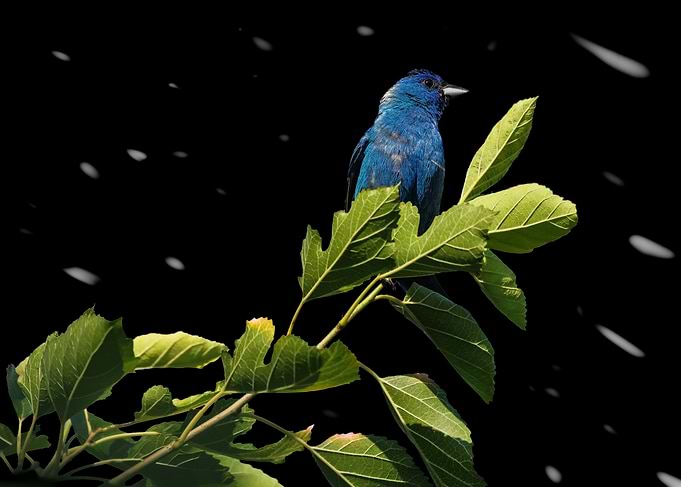 Indigo Night