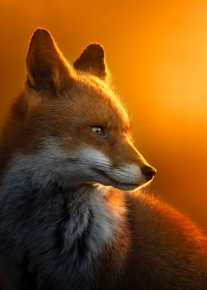 Fire Fox