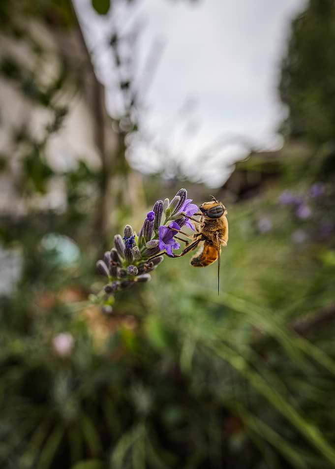 Honeybee Pollinating Lavender Flower