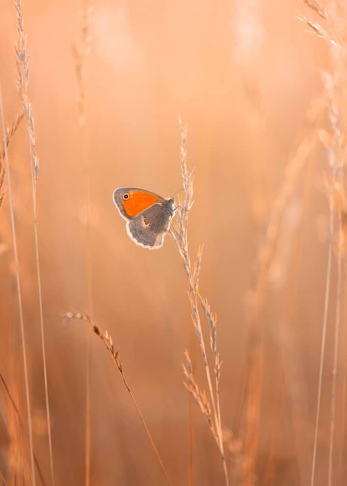 Small Orange Butterfly on Grass