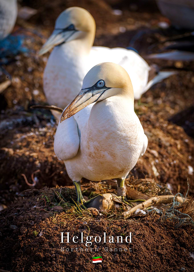 Northern Gannet standing on it’s nest warming its egg
