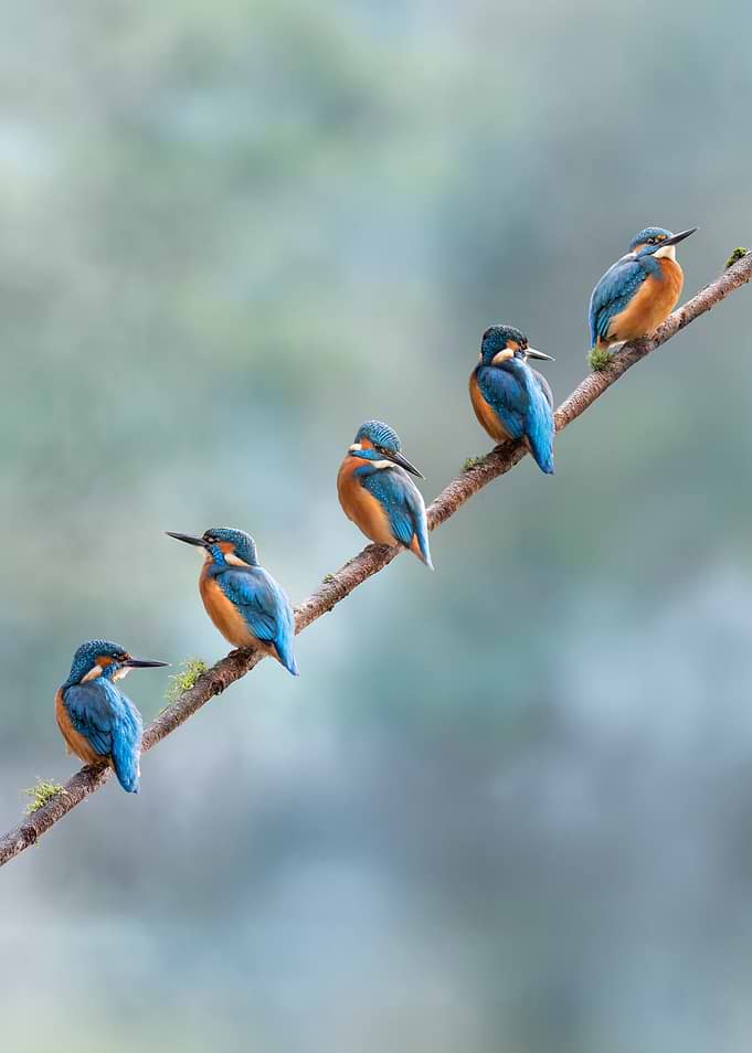 Kingfishers Everywhere