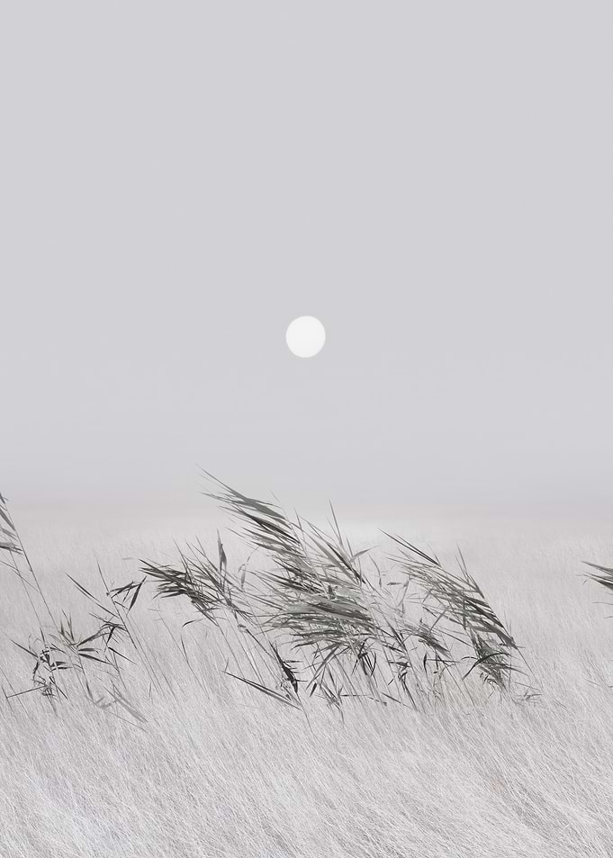 Minimalist Monochrome Grass Field Landscape