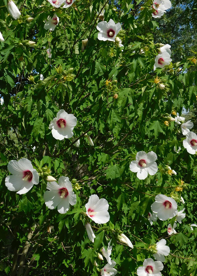 White Hibiscus Flowers in Bloom poof