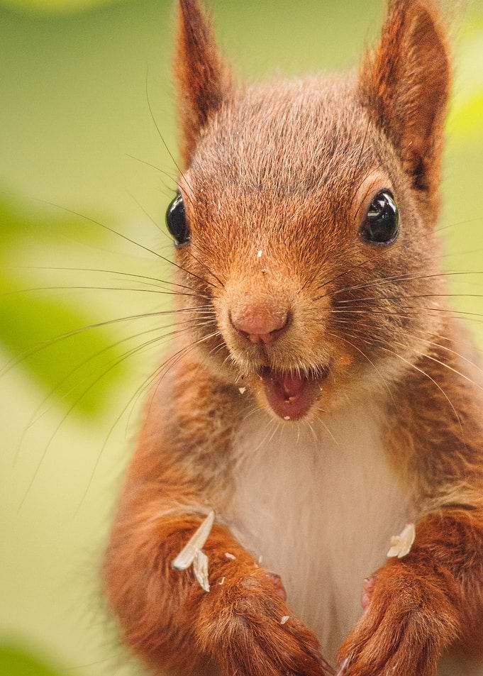 Close-up Portrait of a Red Squirrel