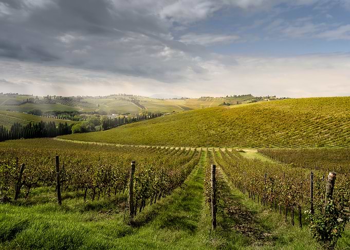 Tuscan Vineyard Landscape