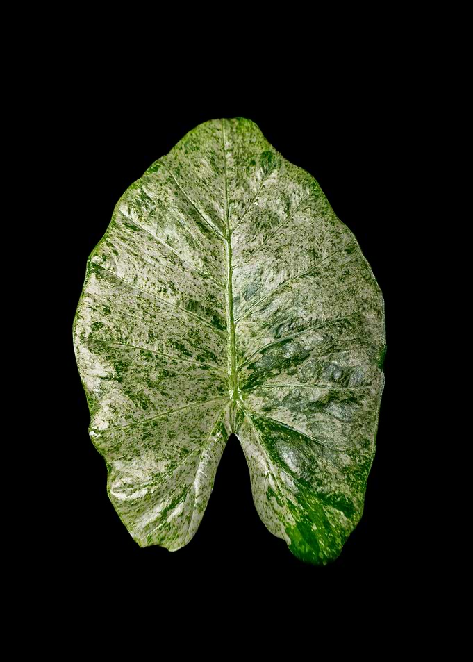 Variegated Alocasia Leaf on Black