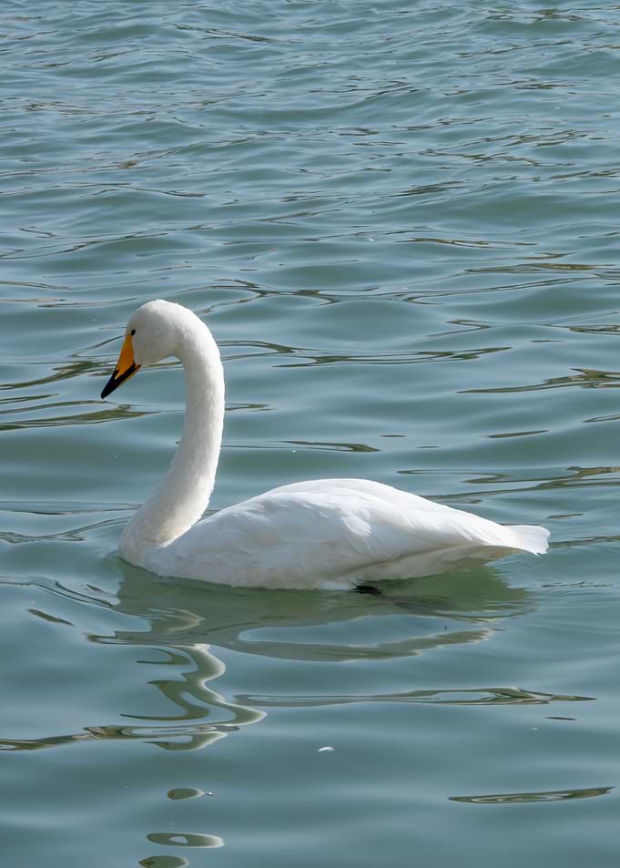 Elegant White Swan Swimming