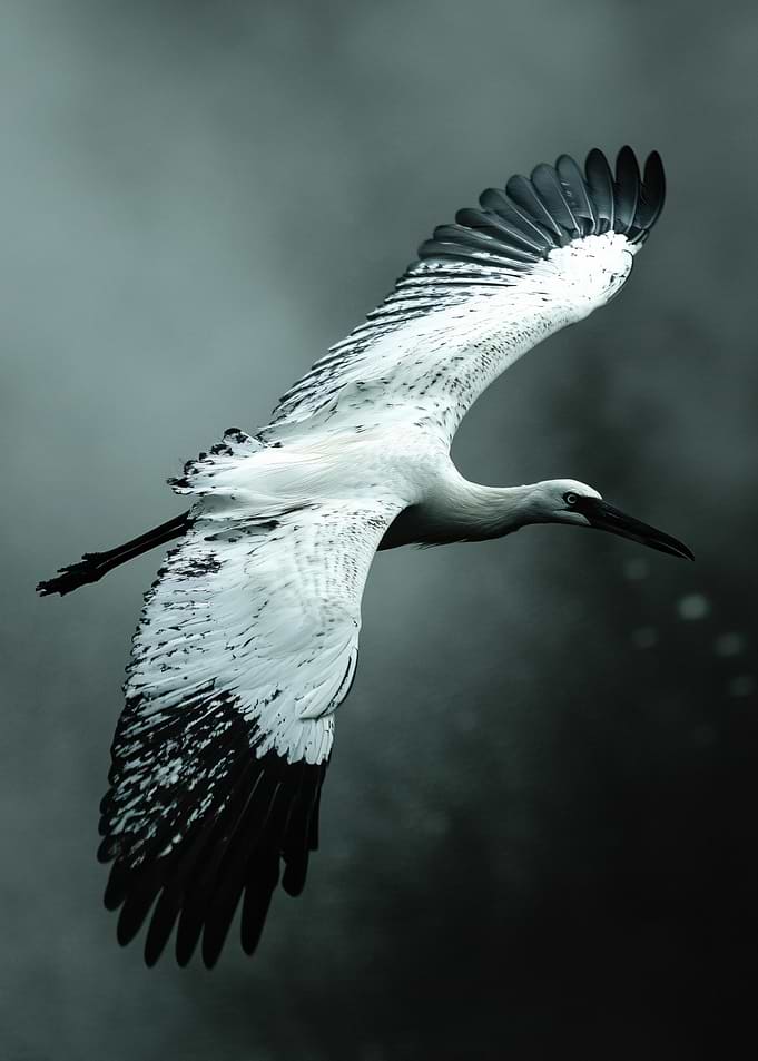 Elegant White Stork in Flight