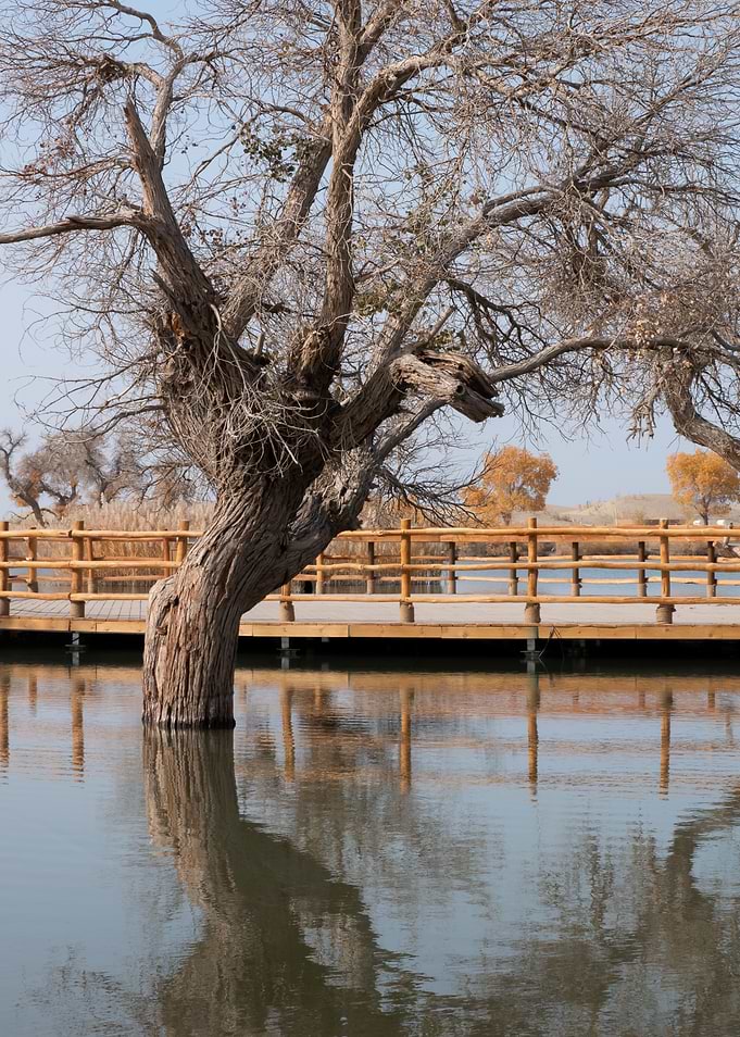 Bare Tree in Calm Water