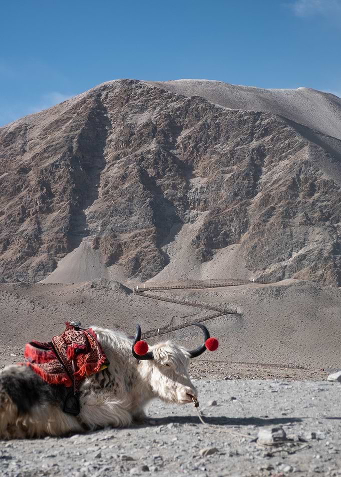 Yak Resting in Mountain Landscape