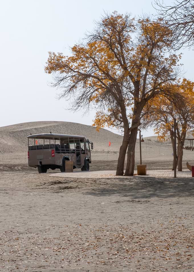 Desert Safari Vehicle Near Golden Trees