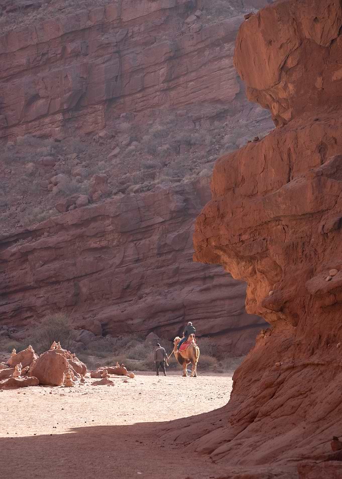 Camel Ride in Red Desert Canyon