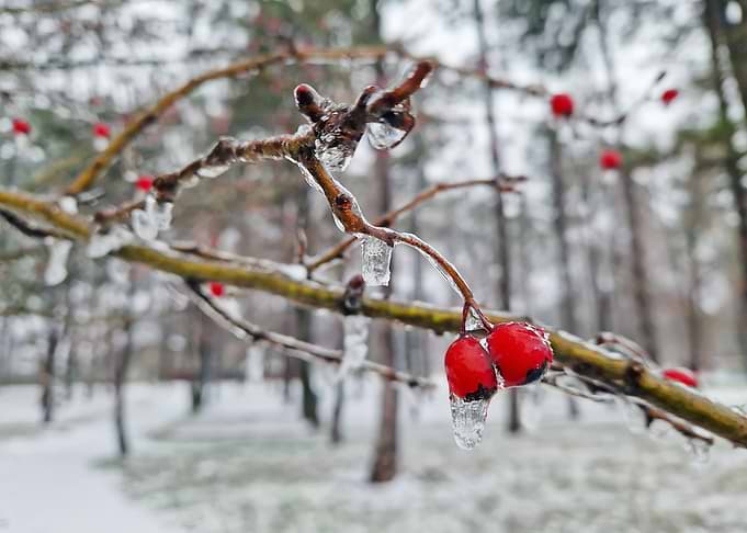 Frozen Red Berries in Winter