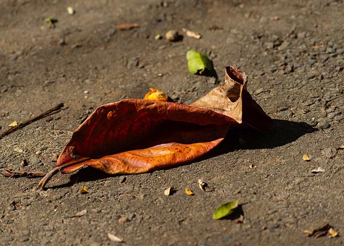 Fallen Autumn Leaf on Ground