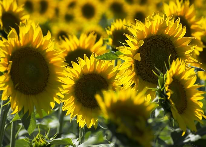 Vibrant Sunflowers in Golden Sunlight