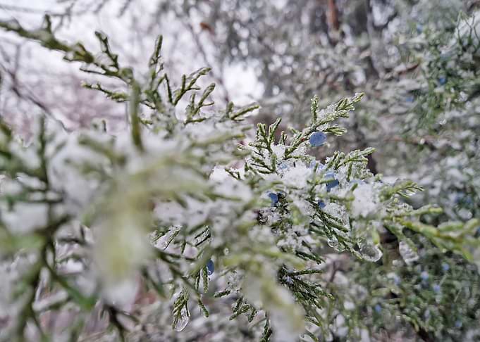 Frozen Juniper Berries in Winter