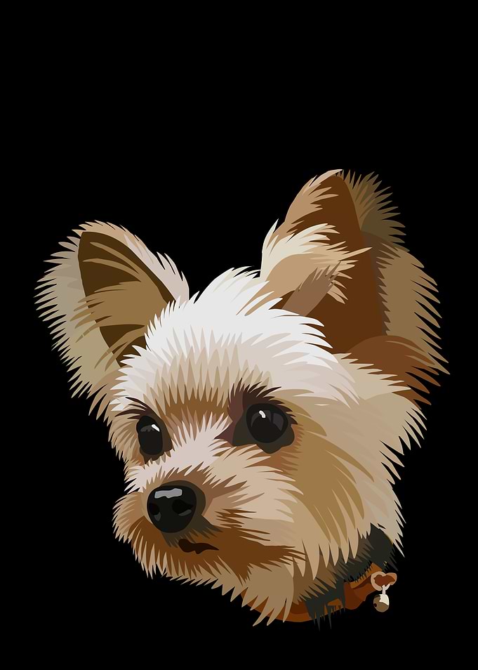 Vector Illustration of a Yorkshire Terrier