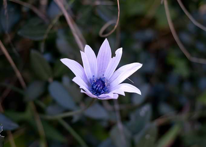 Single Pale Purple Flower