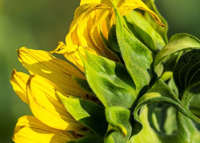 Vibrant Sunflower Back Profile