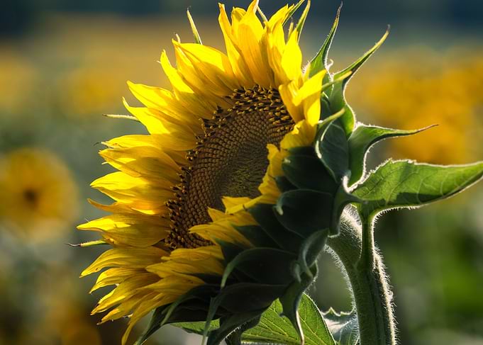 Golden Sunflower In Sunlight
