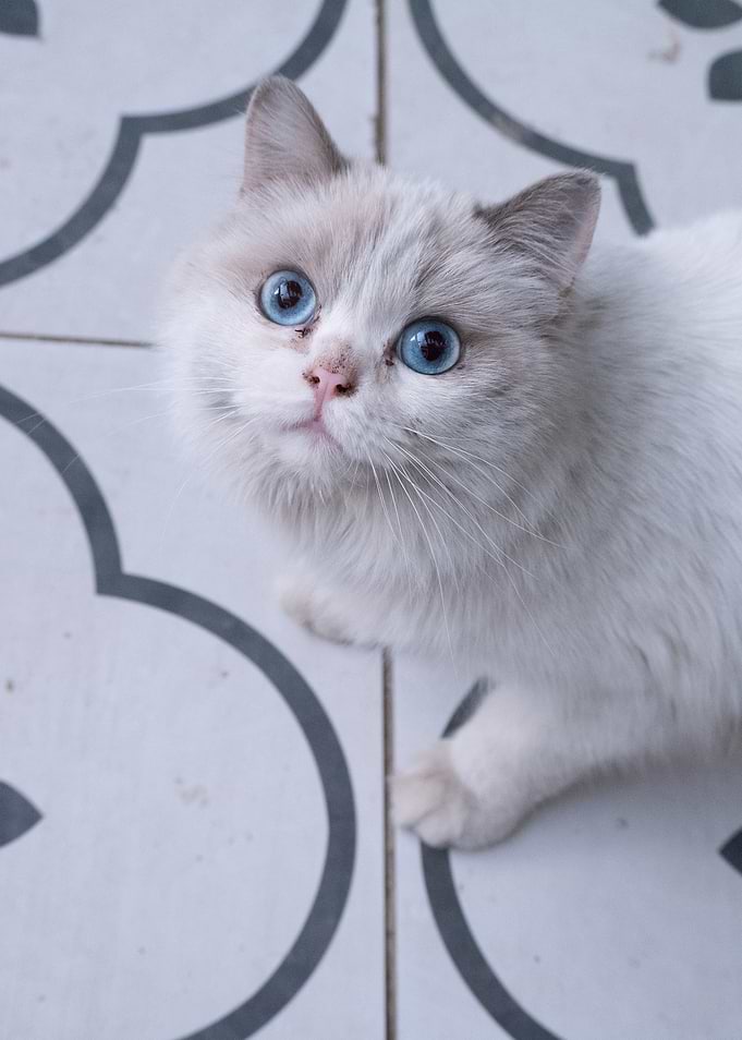 Adorable White Cat with Blue Eyes
