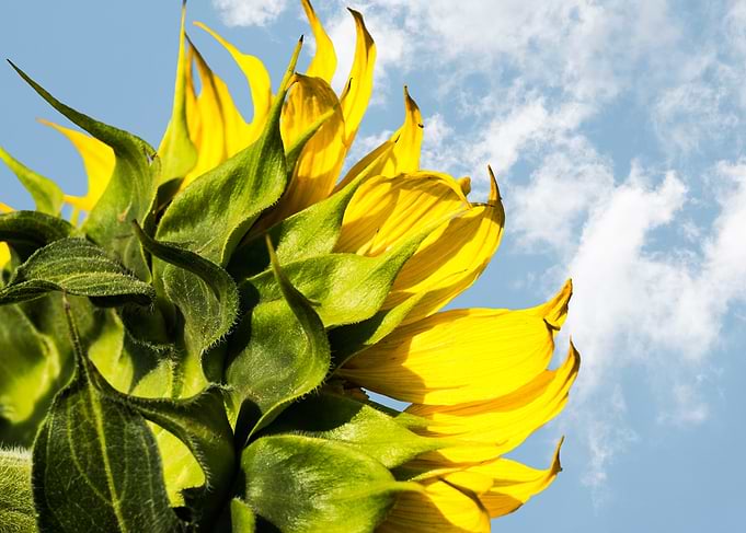 Sunflower Petals Against Blue Sky