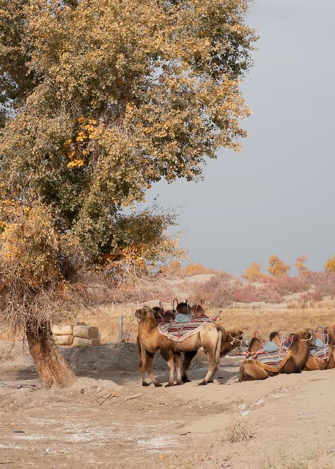 Camels Resting Under Autumn Tree