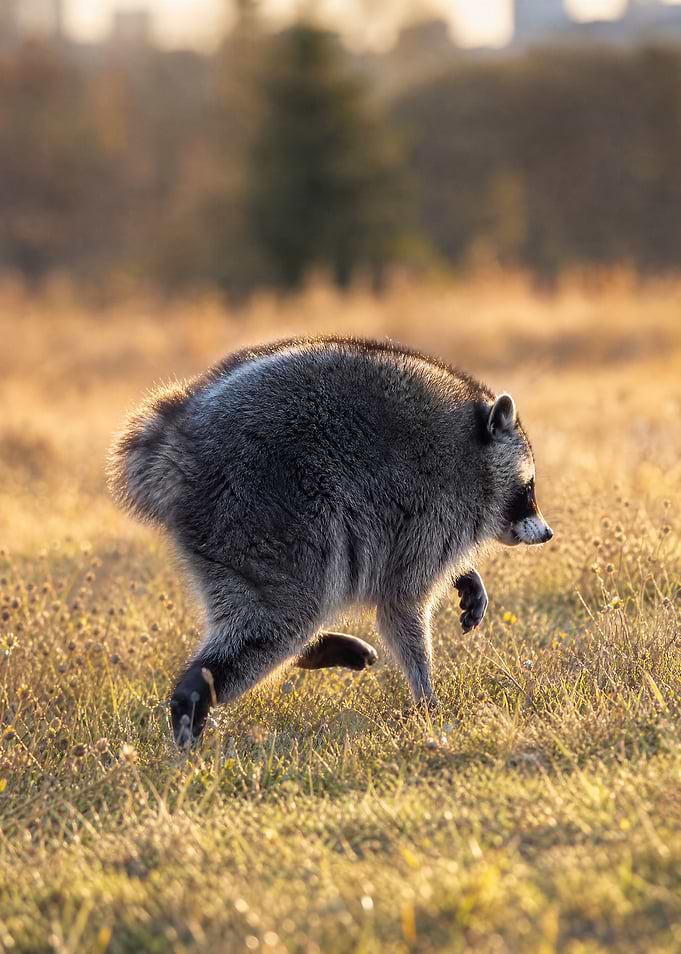 jimothy the raccoon