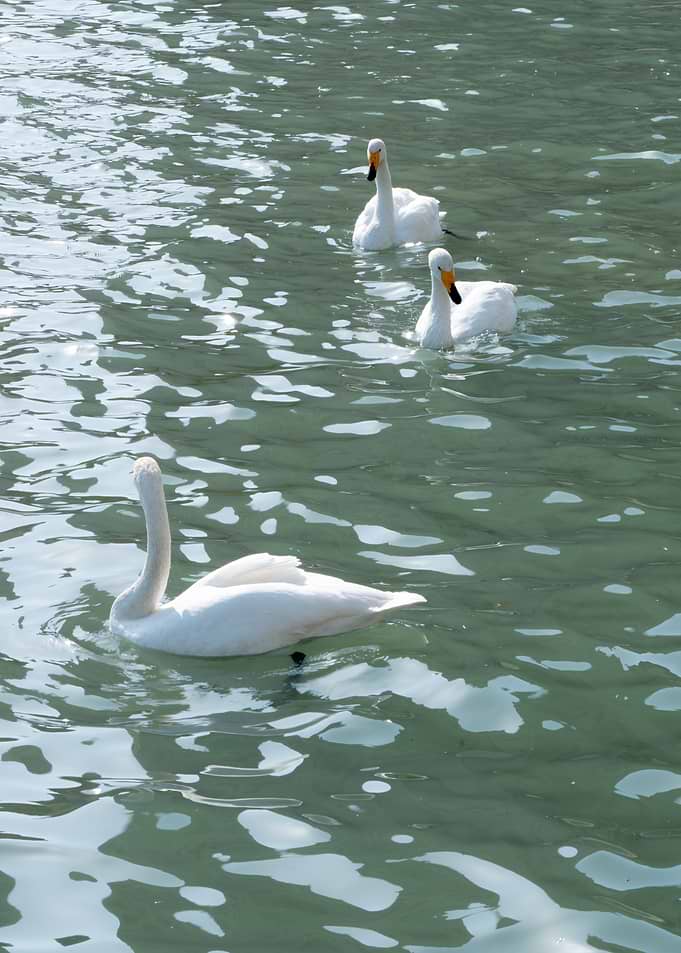 Three White Swans Swimming