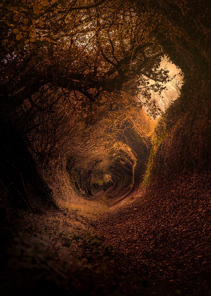 Enchanted Autumn Forest Tunnel Path